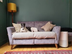 Best air purifiers for pet hair and pet dander 1