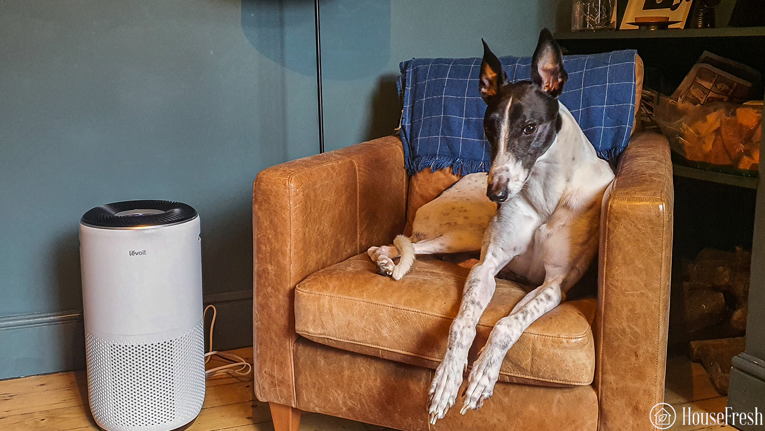 Levoit Core 400S dog